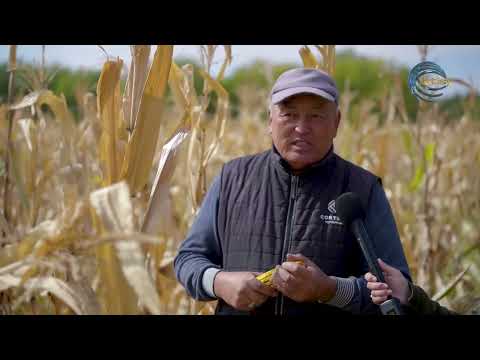 Видео: ЖЕТІСУ ОБЛЫСЫНДА ЖҮГЕРІ ЖИНАУ НАУҚАНЫ ЖҮРІП ЖАТЫР / AGRO АЙМАҚ / 08.10.2025