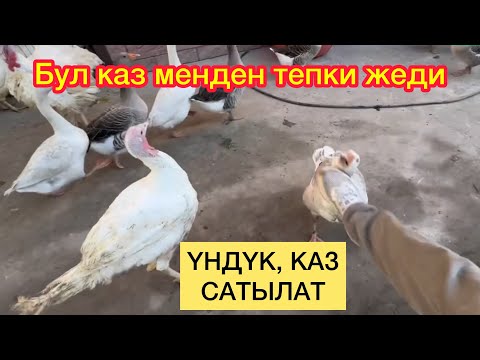 Видео: ДЕН СООЛУККА эң пайдалуу ҮНДҮКТӨР сатылат // эти даамдуу ТҮШҮҢҮЗГӨ кирет