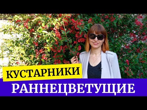 Видео: Самый крутой кустарник. Айва (Японская роза) и Форзиция. Раннецветущие кустарники.