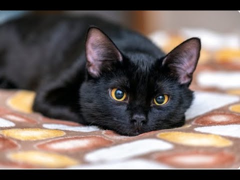 Видео: 13 увлекательных фактов о чёрных кошках: мифы, наука и современность