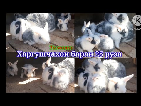 Видео: Харгушчахои Баран 25 руза барои тамошо. Харгушпарвари дар Тоҷикистон. Харгуш TJ.