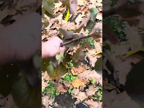 Видео:  01.10.25 г. Беларусь хит - ТОП / обзор абрикосового сада у меня в саду . 