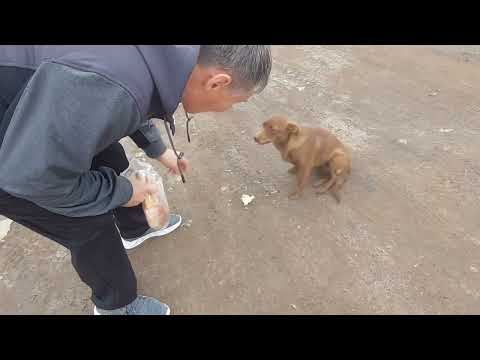 Видео: станция Сары-Шаган                   часть 2