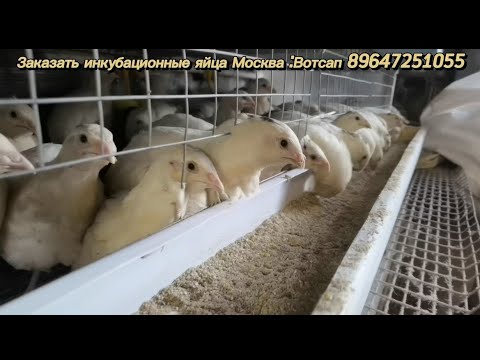Видео: Шок! , перегрев яиц , ранний вылуп на 16 день!  Итог инкубации))