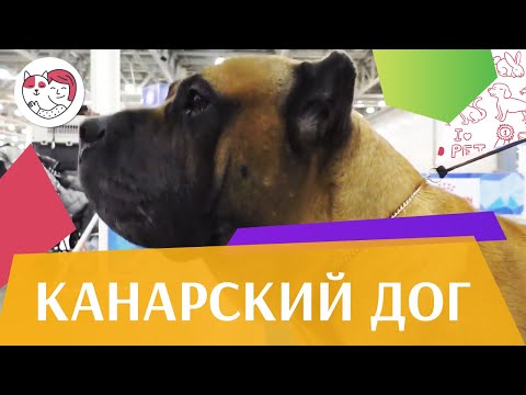 Видео: Канарский дог на ilikepet. Особенности породы, уход