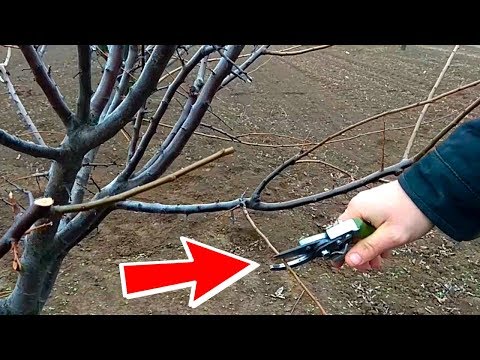 Видео: Как правильно обрезать деревья алычи ! / how to prune plum trees