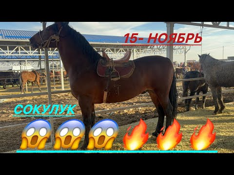 Видео: Жылкы базар сокулук мал базар 15- ноябрь