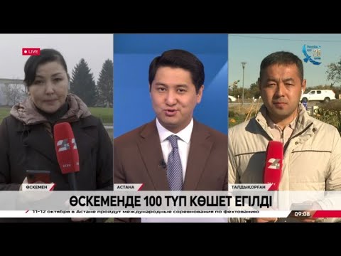 Видео: Өскеменде 100 түп көшет егілді. LIVE