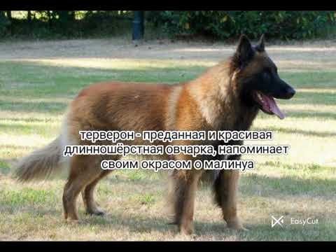 Видео: Разные собаки, породы Бельгийская овчарка / #малинуа #терверон #грюнендаль #лакинуа / #собаки 