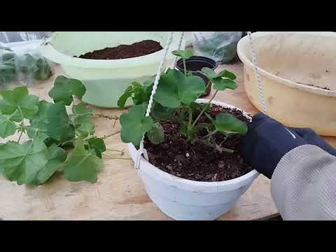 Видео: Ампельна пеларгонія готуємо до наступного року. Різні способи зберігання. Частина 1