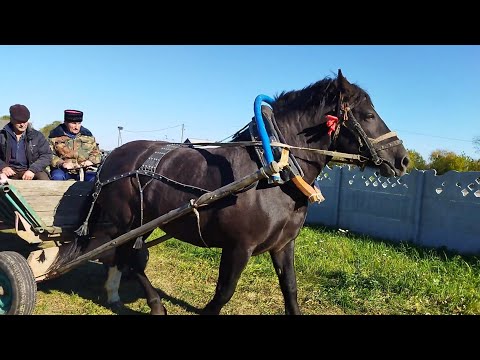 Видео: КУПИЛИ КОБЫЛУ ВЕСОМ БОЛЕЕ 1000 кг ПЕРШЕРОНОВСКИХ КРОВЕЙ