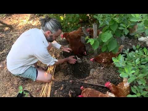 Видео: Пермакультурные посадки на птичьем дворе — интеграция большего количества слоев и сложности!