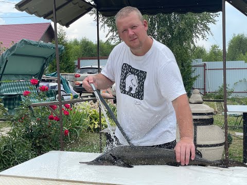 Видео: РЫБА НА УГЛЯХ. ШАШЛЫК ИЗ СТЕРЛЯДИ🦈🔥