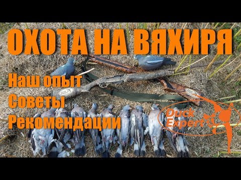 Видео: Охота на вяхиря! Наш опыт. Советы. Рекомендации. Часть 1