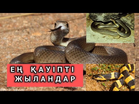 Видео: Әлемдегі ең қауіпті жыландар😱 Жыландар туралы 30 қызықты мәліметтер