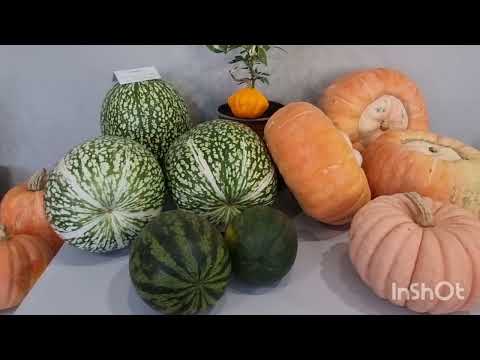 Видео: «Тыквы и паприка 2025» Ярко, красиво, вкусно !