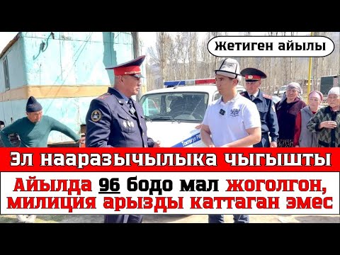 Видео: Эл нааразычылыка чыгышты. Айылда 96 уй жоголгон, милиция арызды каттаган эмес