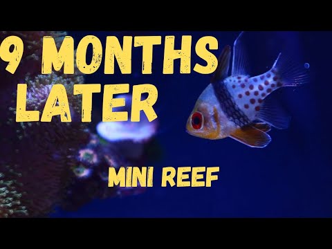 Видео: 9 месяцев спустя. Mорской аквариум 60 литров. Как ухаживать за аквариумом?