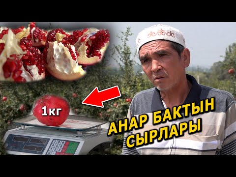 Видео: АНАР эксең ЖЫРГАЙСЫН || БЫШСА сатып ПУЛДАЙСЫҢ