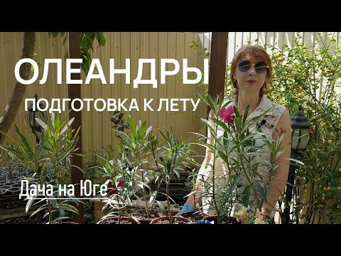 Видео: Дача на Юге - Подготовка олеандров к лету