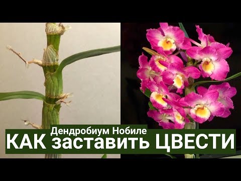 Видео: орхидея ДЕНДРОБИУМ после цветения и КАК ЗАСТАВИТЬ ЦВЕСТИ Dendrobium nobile