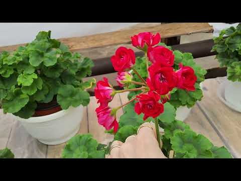 Видео: #860. Цветём-не цветём😁,но растём. Приехавшие новинки пеларгонии