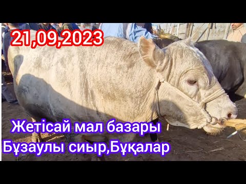 Видео: Жетісай мал базары..Бұзаулы сиырлар, Бұқалар,Өгіздер бағасы.21,09,2023