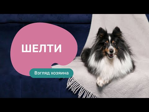 Видео: Шелти — все о породе, плюсы и минусы — шоу «Ожидание/реальность»