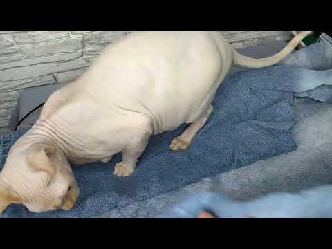 Видео: Ветошь джинсовая с Валдберриз 10кг.