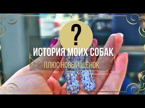Видео: 🔴🔴🔴✨💫История моих трёх бумажных собачек. У нас пополнение в бумажной семье? Новый щенок?🐕‍🦺🤫
