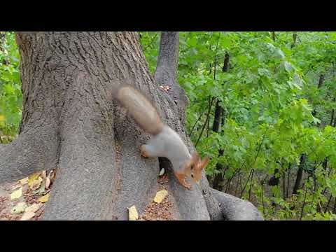 Видео: Сколько в этом месте нужно ждать, пока придут белки?) 🤔😄 How much time 1 should w8 4 squirrels here?