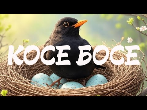 Видео: Косе Босе - Приказки от Всезнайко