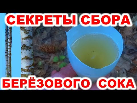 Видео: Сбор березового сока разными способами. Как собирать берёзовый сок весной