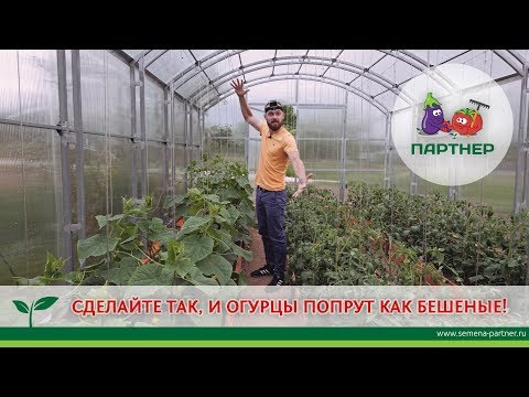 Видео: СДЕЛАЙТЕ ТАК, И ОГУРЦЫ ПОПРУТ КАК БЕШЕНЫЕ!