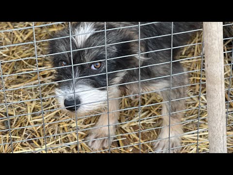 Видео: Фонд добрых дел Алматы