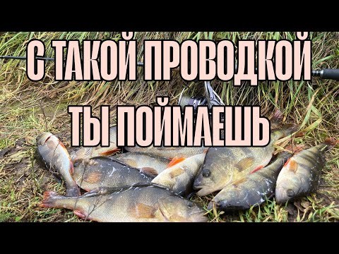 Видео: С ЭТОЙ ПРОВОДКОЙ ТЫ ТОЧНО ПОЙМАЕШЬ. ЛОВЛЯ ОКУНЯ НА ДЖИГ ОСЕНЬЮ. РЫБАЛКА НА СПИННИНГ.