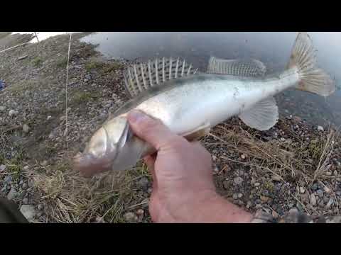 Видео: ПЕРВЫЕ СУДАЧКИ НА РЕЗИНКУ В ПОЛОВОДЪЕ МАЙ 2023г. р.ТОМЬ