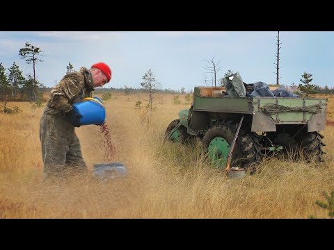 Видео: Как собирают клюкву в Сибири. Васюганское болото. How we harvest cranberries in Siberia