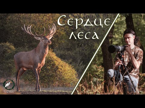 Видео: СЕРДЦЕ ЛЕСА | Короткометражный фильм о дикой природе