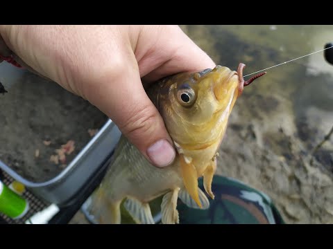 Видео: Ловля карася в сентябре!