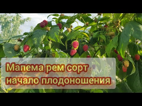 Видео: Рем сорт малины Мапема