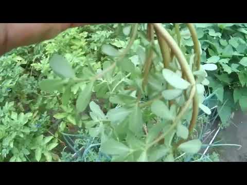 Видео: Хроника прошедшего лета  ч 2