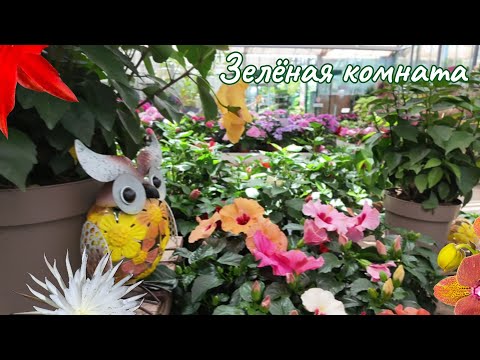 Видео: Садовый центр: я не виновата, оно само купилось!