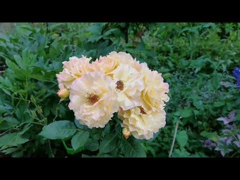 Видео: Розы цветы 2021