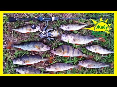 Видео: ОКУНЬ НА КАЖДОМ ЗАБРОСЕ! Рыбалка на спиннинг. ОТВОДНОЙ поводок опять рулит 👍