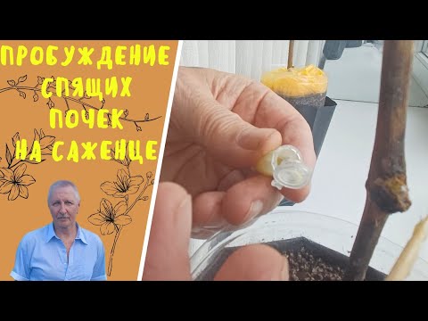 Видео: Пробуждение спящих почек на саженце.