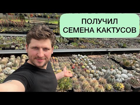 Видео: СЕМЕНА КАКТУСОВ. РЕЗУЛЬТАТЫ ОПЫЛЕНИЯ И ПОСЕВА СЕМЯН РОДА АСТРОФИТУМ И ГИМНОКАЛИЦИУМ ГЕОРГИЙ АРИСТОВ