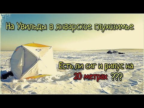Видео: ПОЕХАЛ ЛОВИТЬ СИГА В ГЛУХОЗИМЬЕ. МОЖНО ЛИ ПОЙМАТЬ ЧТО-ТО НА 20 МЕТРАХ НА УВИЛЬДАХ???