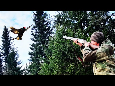 Видео: Охота на Тетерева! Такого Никто не Ожидал.