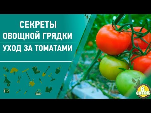 Видео: Секреты овощной грядки. Уход за томатами. 6 соток 08.06.2020